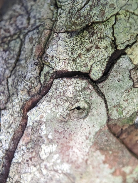 Un arbre avec un tronc d'arbre et un tronc d'arbre avec un trou.