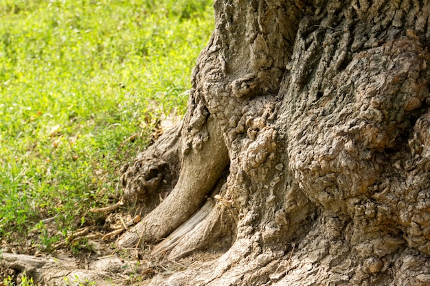 Arbre de tronc déformé