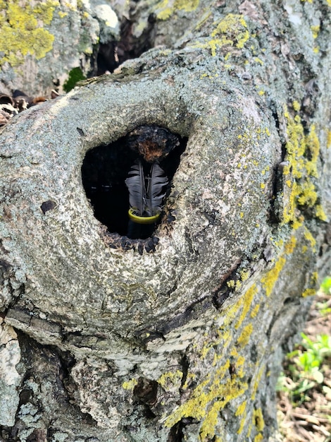 Un arbre avec un tronc évidé et un anneau jaune dessus.