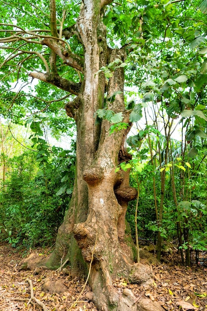 Arbre tropical dans la végétation de la forêt tropicale nature forêt verte de la végétation de la forêt tropicale