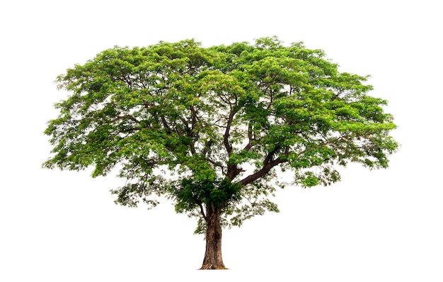 Arbre tropical isolé sur fond blanc Le fichier contient avec un tracé de détourage si facile à travailler