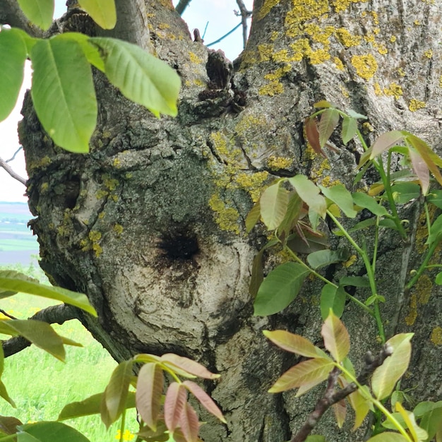 Un arbre avec un trou dedans qui dit "le mot" dessus.