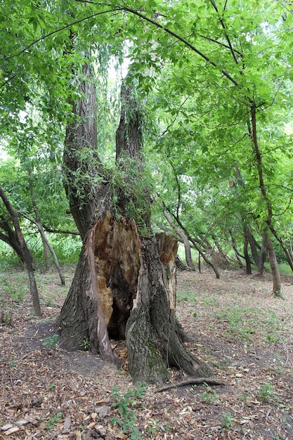 Un arbre avec un trou dedans