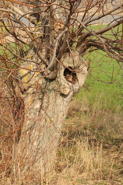 Photo un arbre avec un trou dedans