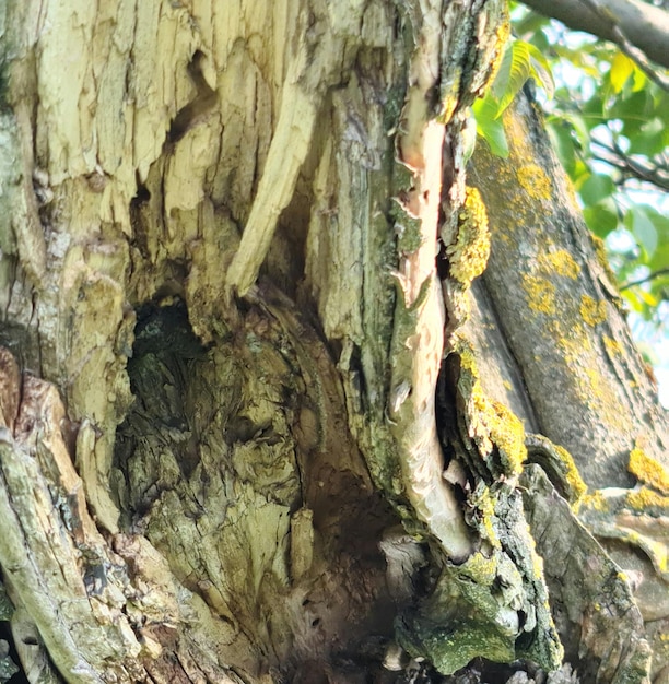 Un arbre avec un trou et un oiseau dessus.