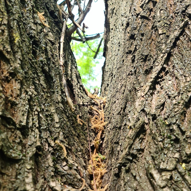 Un arbre avec un trou qui dit "l'arbre est un trou"