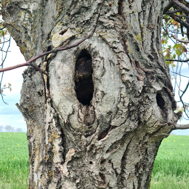 Un arbre avec un trou qui a un trou.