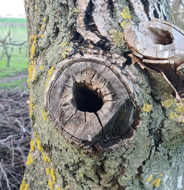 Un arbre avec un trou qui a un trou.