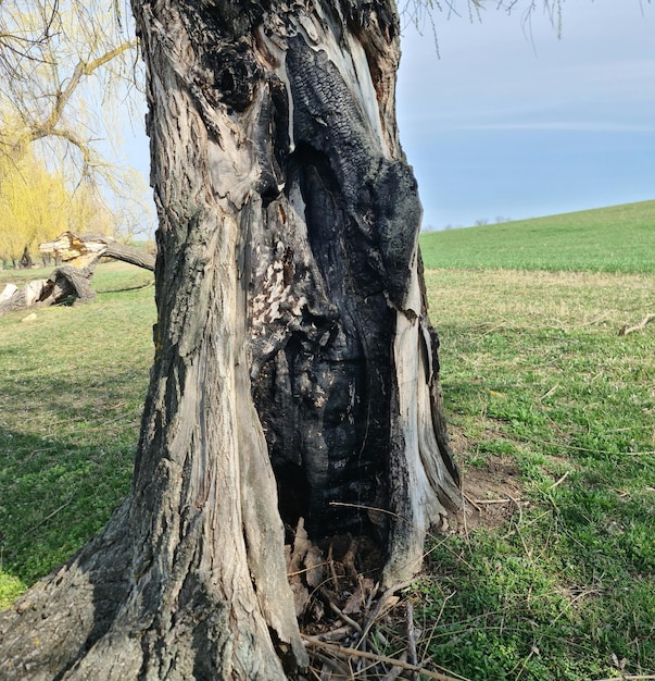 Un arbre avec un trou qui a un visage dessus