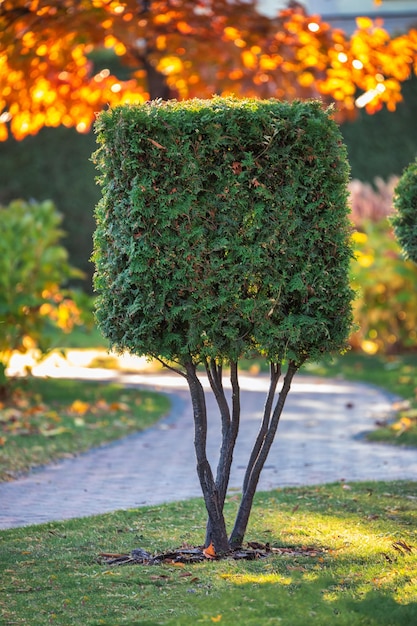 Arbre Tuya parfaitement taillé pour l'aménagement paysager