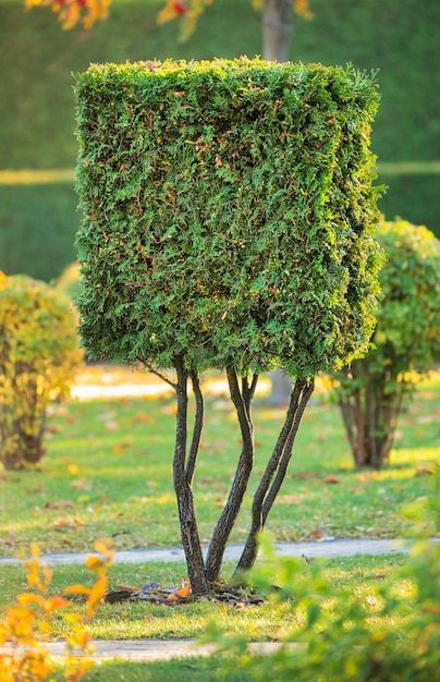 Photo arbre tuya taillé de manière experte pour la conception de jardins