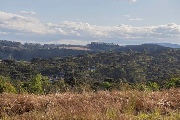 Arbre typique du sud du Brésil Il pousse dans les endroits hauts et froids Avec le nom scientifique d'Araucaria angustifolia Photo prise à Rio Azul Parana BrazilxDxA