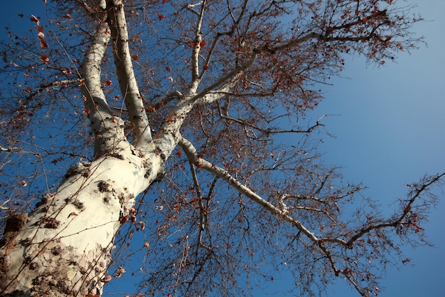 Arbre vers le ciel