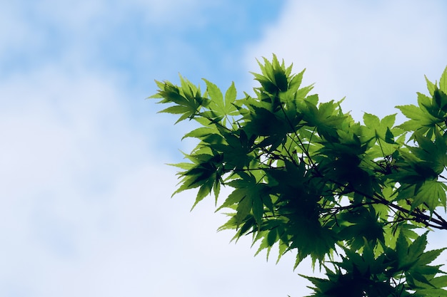 Arbre vert au printemps