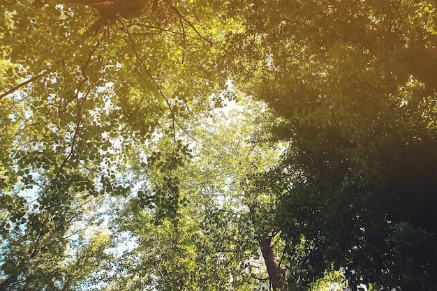 Arbre vert au soleil.