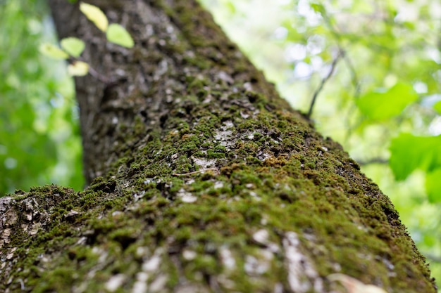 Arbre vert de bas en haut, gros plan.