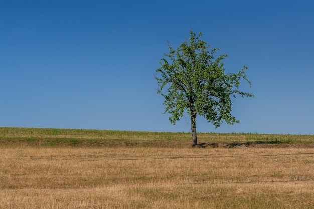 Arbre vert de ciel bleu