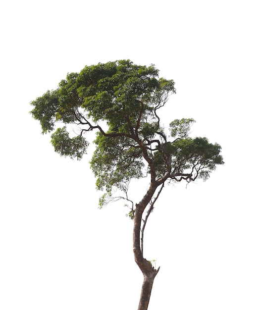 Arbre vert clair de forêt isolé sur fond blanc