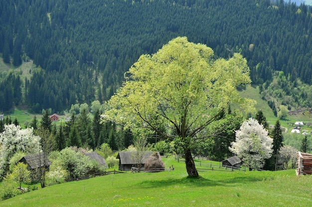 Arbre vert sur la colline sur fond de village de montagne et d'arbres fleuris au printemps