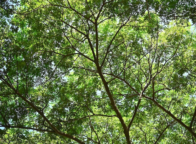 Arbre vert congé sur blanc dans le jardin ; ciel clair..air frais avec nature et ozone