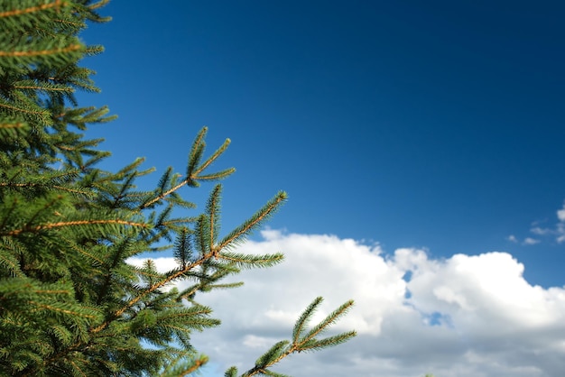 Arbre vert conifère avec ciel bleu et nuages sur le fond.