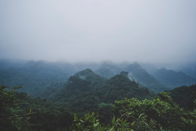 Arbre vert dans la forêt vue sur le dessus de la jungle tropicale avec brouillard brumeux après la pluie. Vue du pic dans le parc national de Cat Ba. Ha Long, Vietnam.