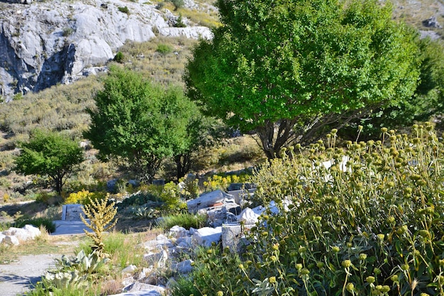 arbre vert dans les montagnes avec des pierres et des rochers