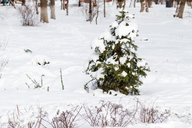 Arbre vert dans la neige par temps ensoleillé