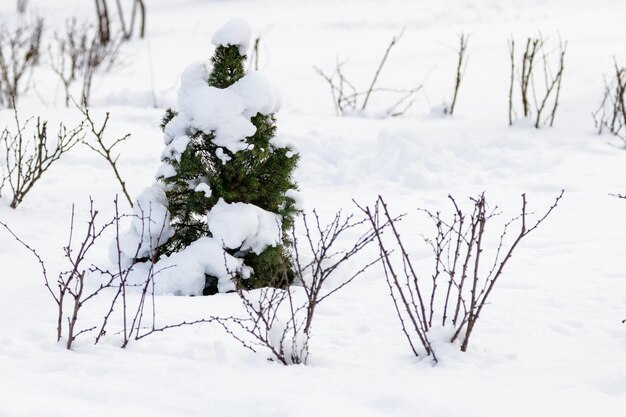 Arbre vert dans la neige par temps ensoleillé