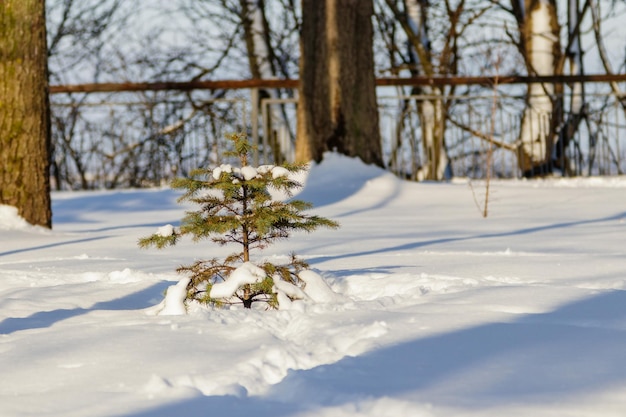 Arbre vert dans la neige par temps ensoleillé