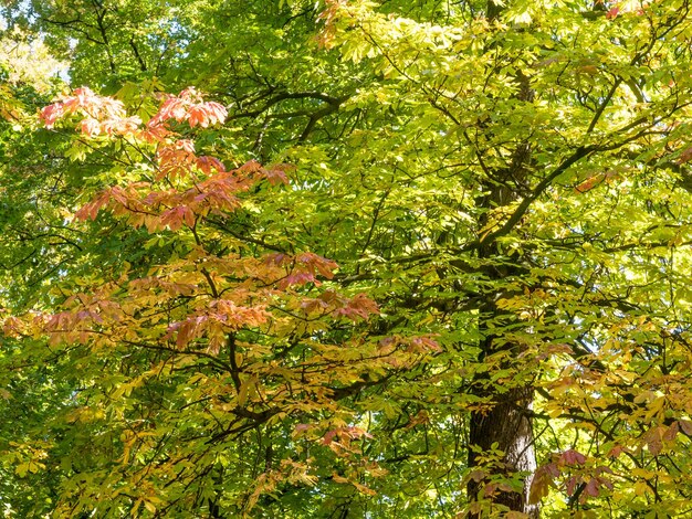 Arbre vert dans un parc naturel