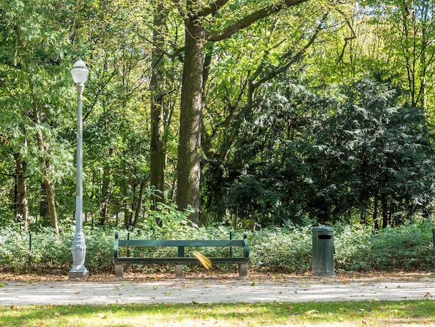 Arbre vert dans le parc naturel