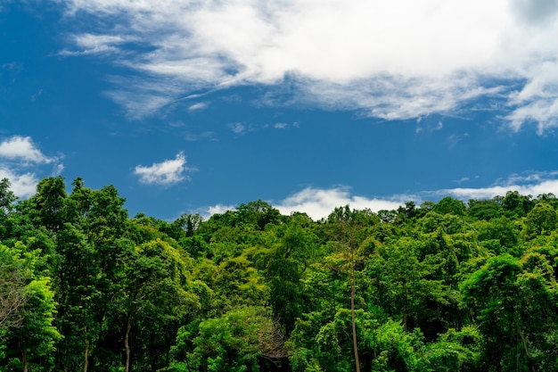 Arbre vert dense dans la forêt avec ciel bleu et nuages blancs