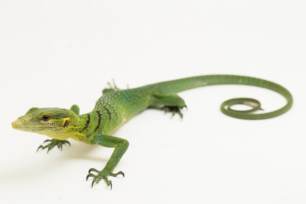 L'arbre vert émeraude varan (Varanus prasinus) isolé sur fond blanc