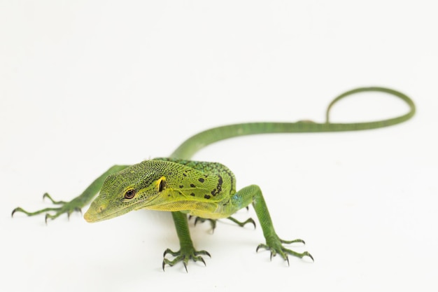 L'arbre vert émeraude varan (Varanus prasinus) isolé sur fond blanc