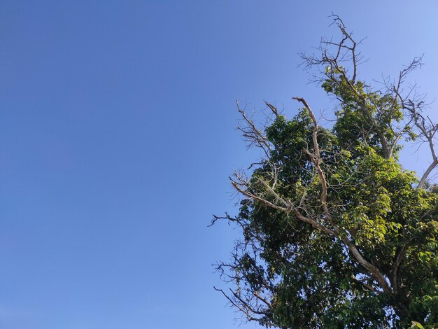 Arbre vert avec espace de copie sur un fond de ciel bleu