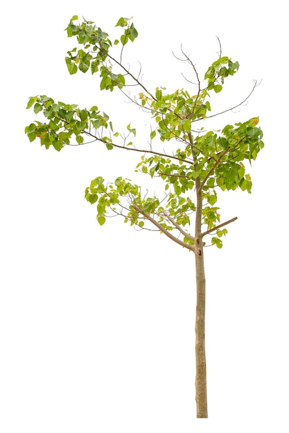 L'arbre vert est isolé sur un chemin de détourage de fond blanc