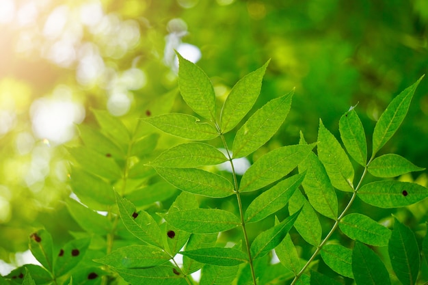 Photo arbre vert feuilles et branches dans la nature en automne, fond vert