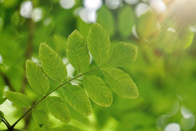 arbre vert feuilles et branches dans la nature en été