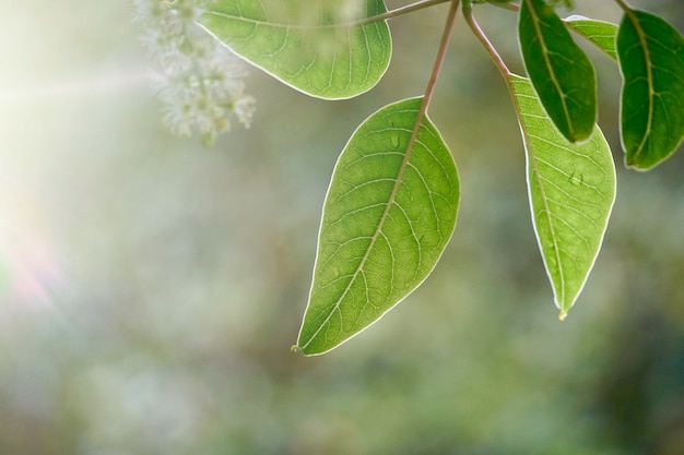 Arbre vert feuilles et branches dans la nature en été