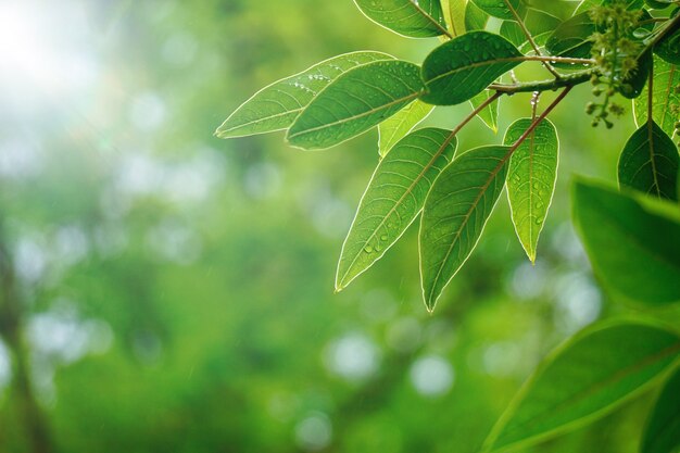 arbre vert feuilles et branches dans la nature