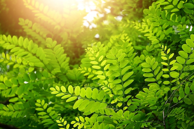 arbre vert feuilles texturé dans la nature en été, fond vert