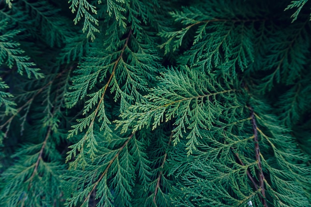 arbre vert feuilles texturé en été dans la nature