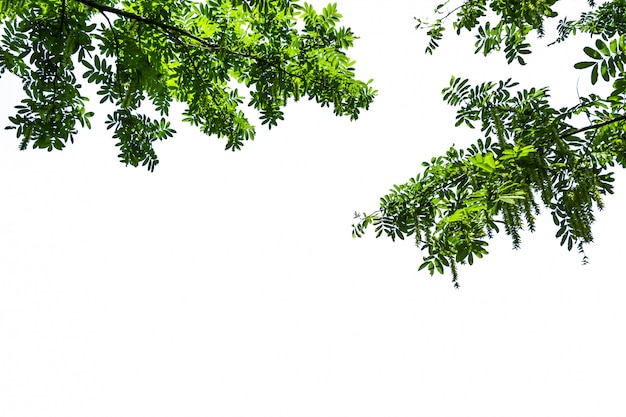 Arbre vert avec fond blanc