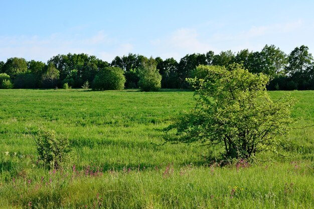 arbre vert isolé sur le champ vert avec ligne de forêt sur l'espace de copie d'arrière-plan