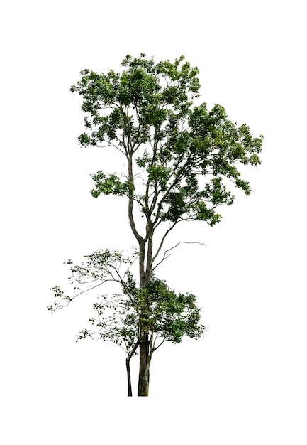 Arbre vert isolé sur fond blanc