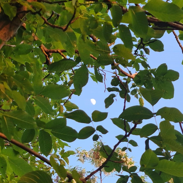 Un arbre vert avec la lune dans le ciel