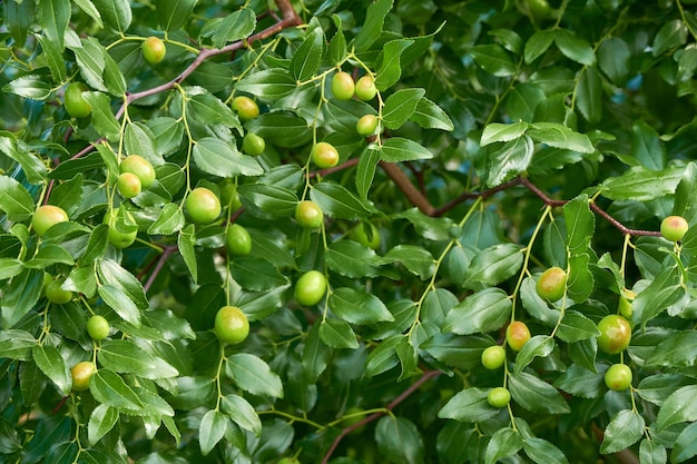 Arbre Vert Avec Des Pommes Paradis Mûrissant Dessus