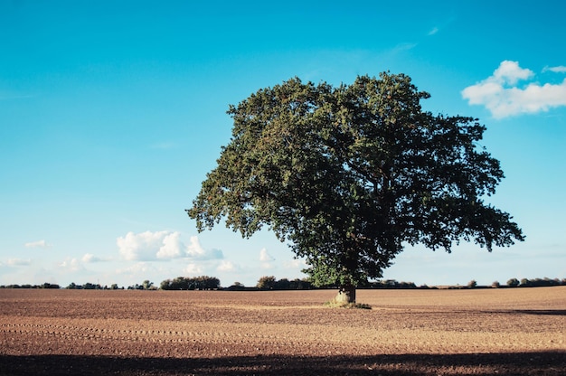 Arbre vert pousse sur le champ vide Nature fond