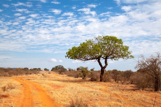 Arbre vert près du chemin du sol rouge, paysage du Kenya